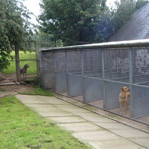 Dogs Claude and Skye in their covered outside run