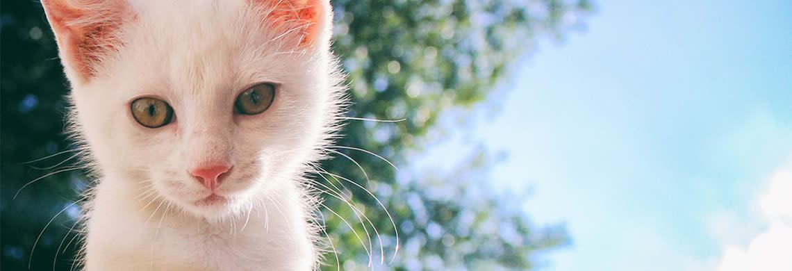 Inquisitive young cat gets very close