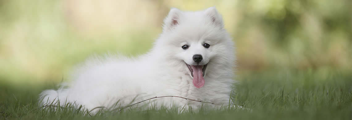 Small white dog laying down in the grass
