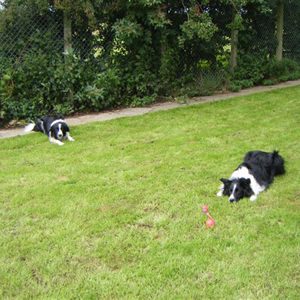 Dogs Mac and Skye playing with a ball in the garden